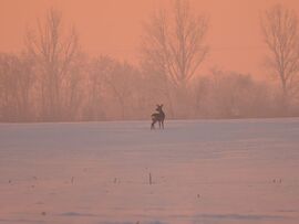 Őz napkeltekor, 2026.01.09. Csongrád külterület