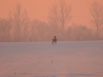 Őz napkeltekor, 2026.01.09. Csongrád külterület