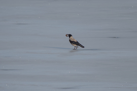 Dolmányos varjú a jégen