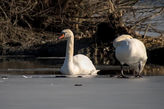 Bütykös hattyúk a jégen
