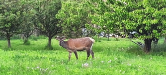 Domoszló