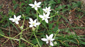 blek fotója