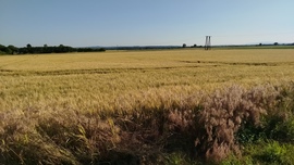 blek fotója