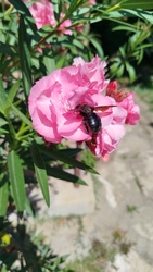 blek fotója