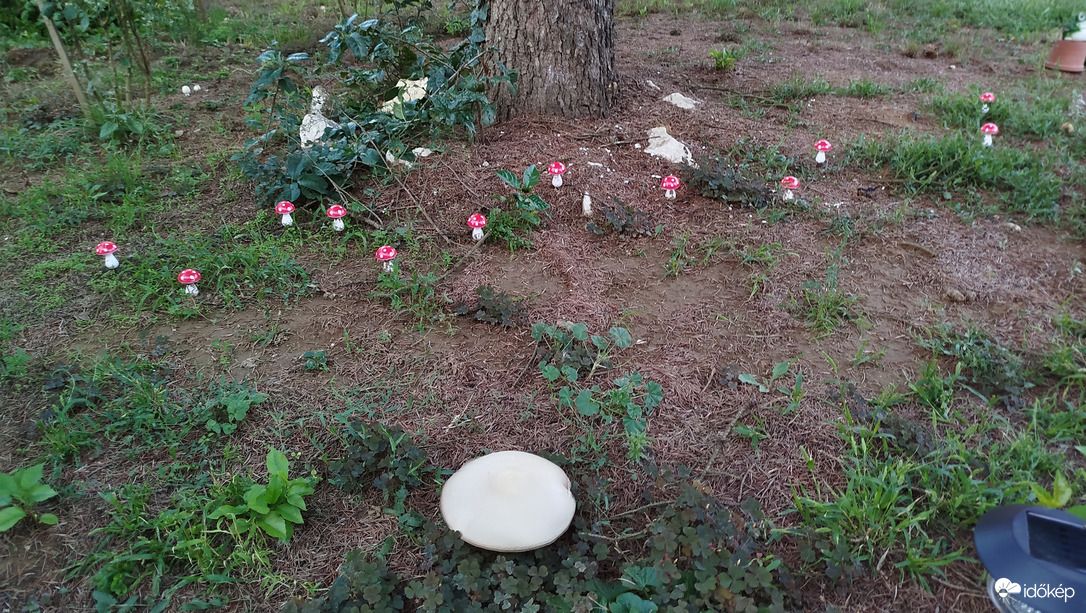 Kakukktojás  .