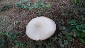 Kakukktojás  .