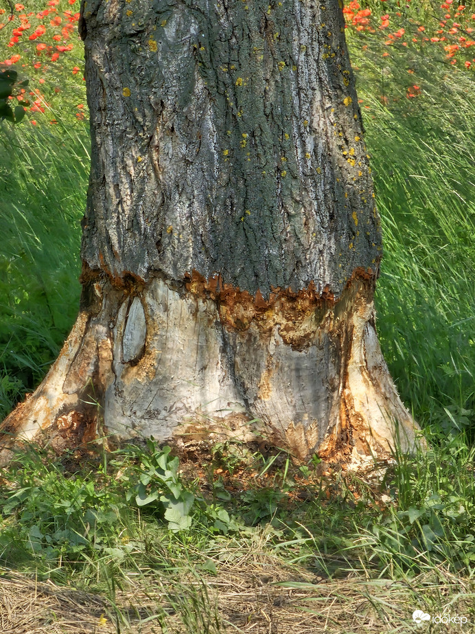 Szervusz Hód! Neked meg mitől ilyen erősek a fogaid? :)