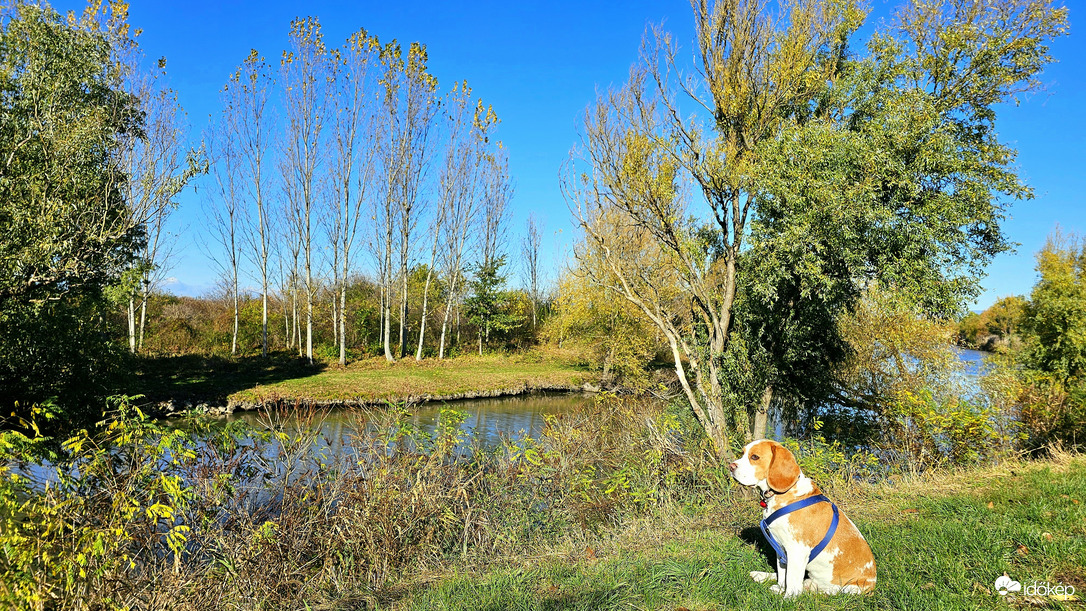 Halastó parton