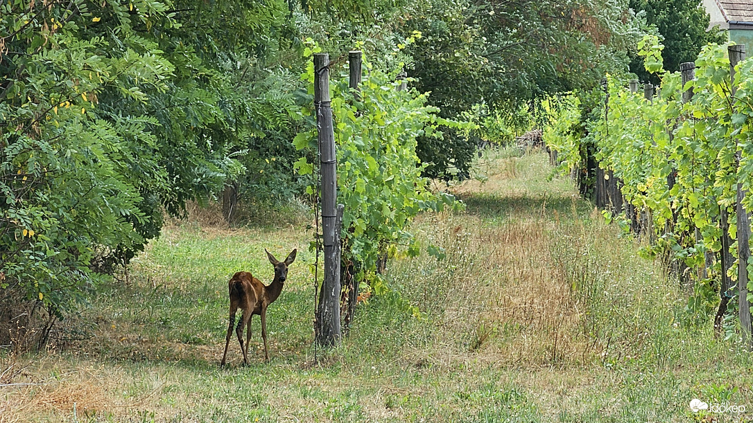 Szőlőhegyen jártam Macival kit láttam :)