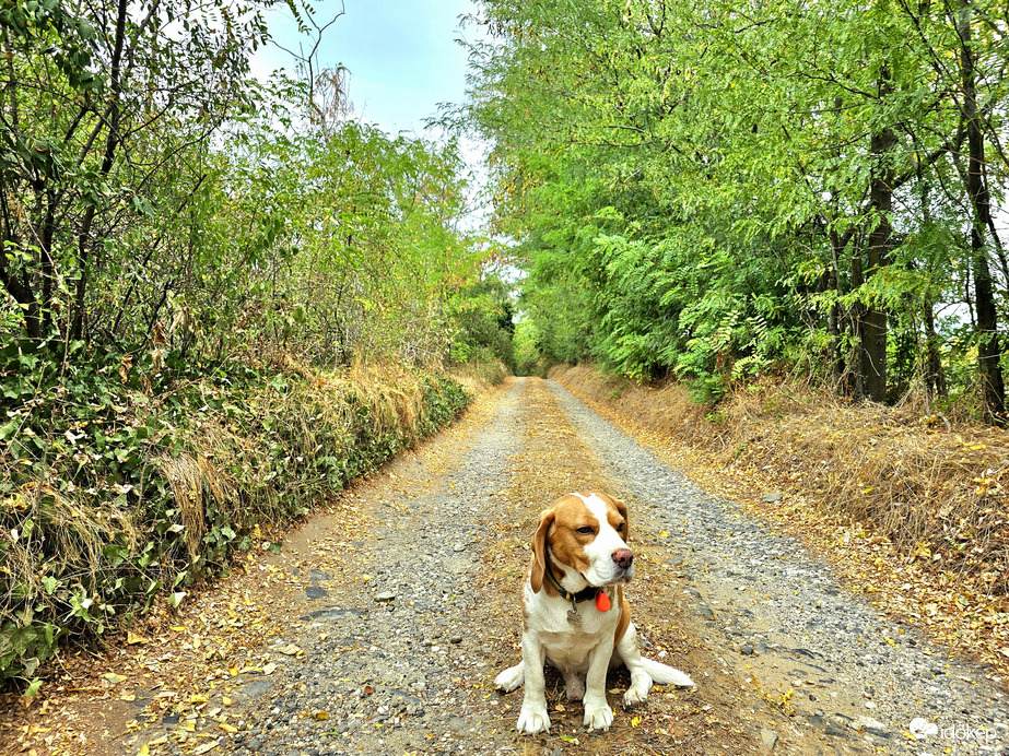 Őszt idéző nyárutó