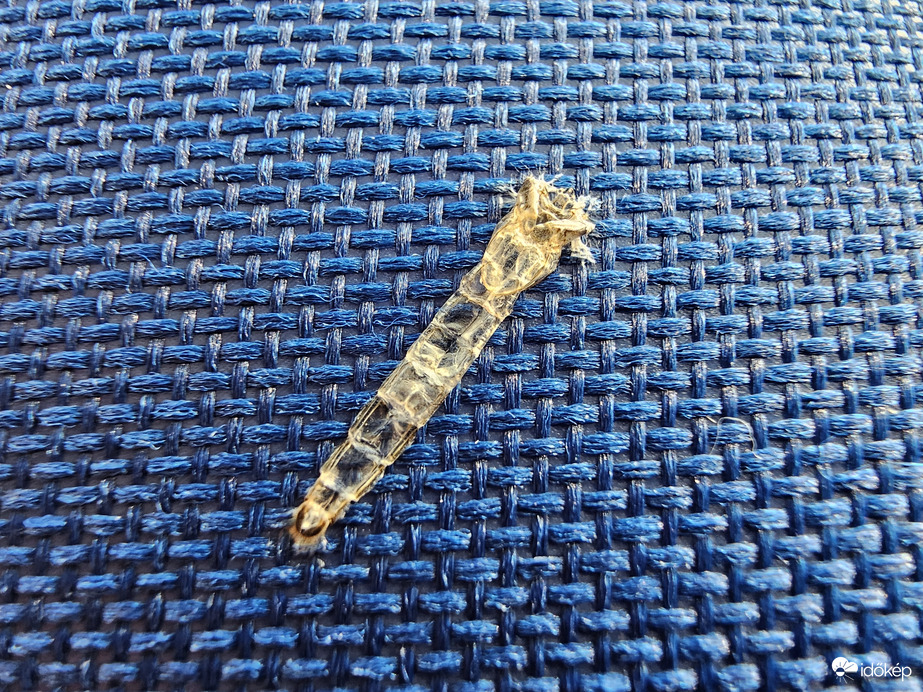 Telítették a strand vizét az elpusztult szúnyoglárvák