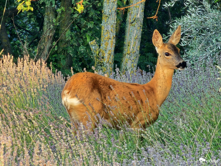 Bambi a levendulásban