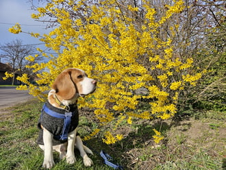 Aranyvessző a Családomra