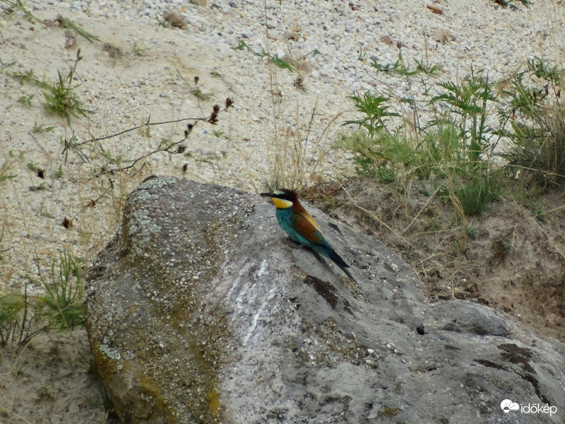 Gyurgyalag