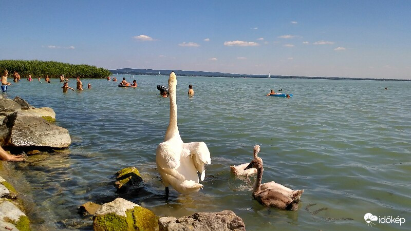 Pálköve