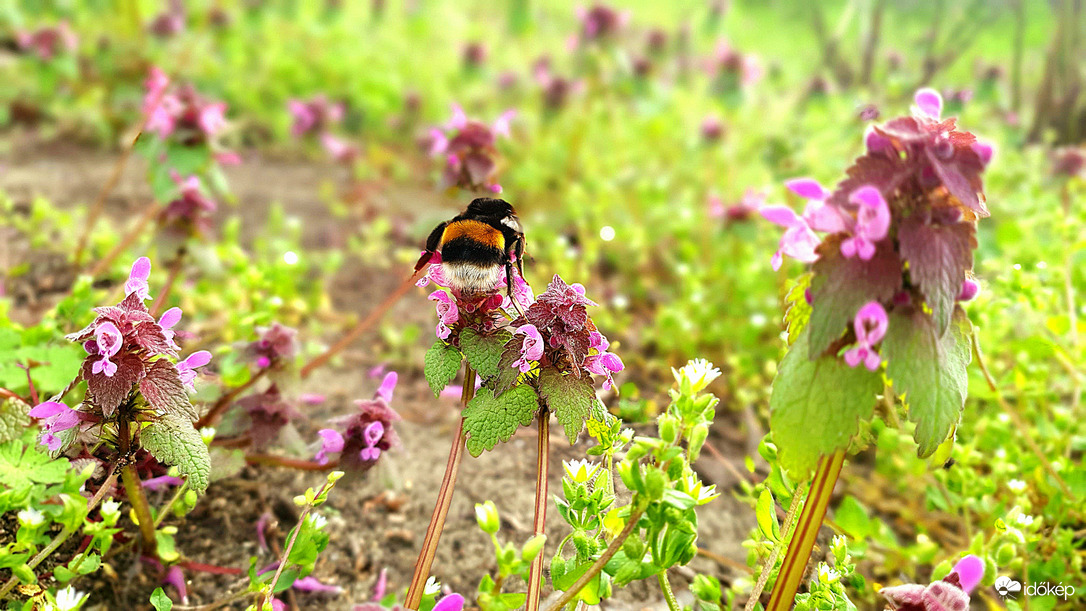 újra itt a napos idő 