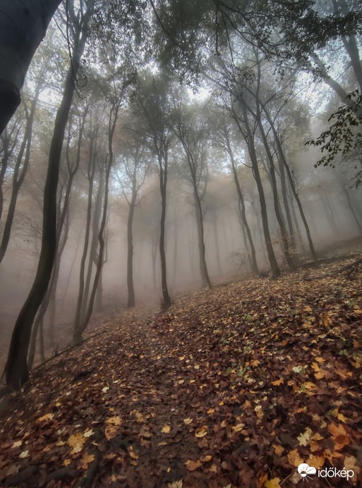 Misztikus erdő