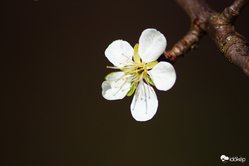 Szilvafa virág
