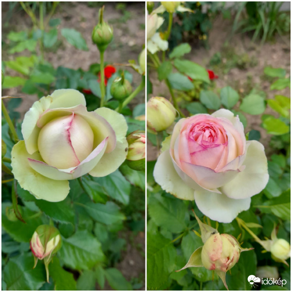 Vintage rose