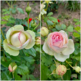 Vintage rose