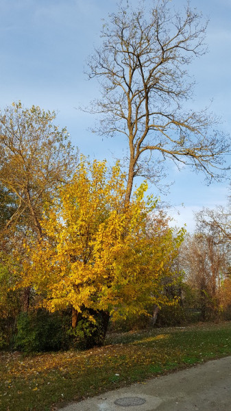 Balatonmáriafürdő