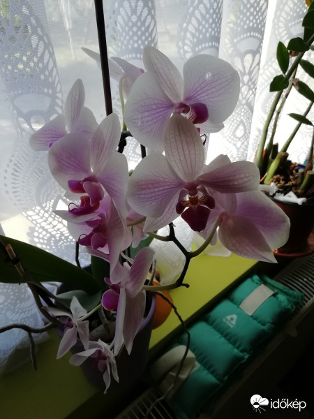 Orchidea