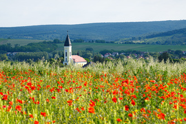 bogyooca fotója