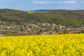 bogyooca fotója