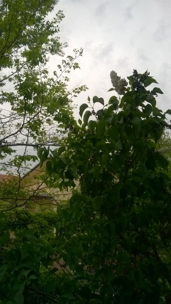 Dunakeszi