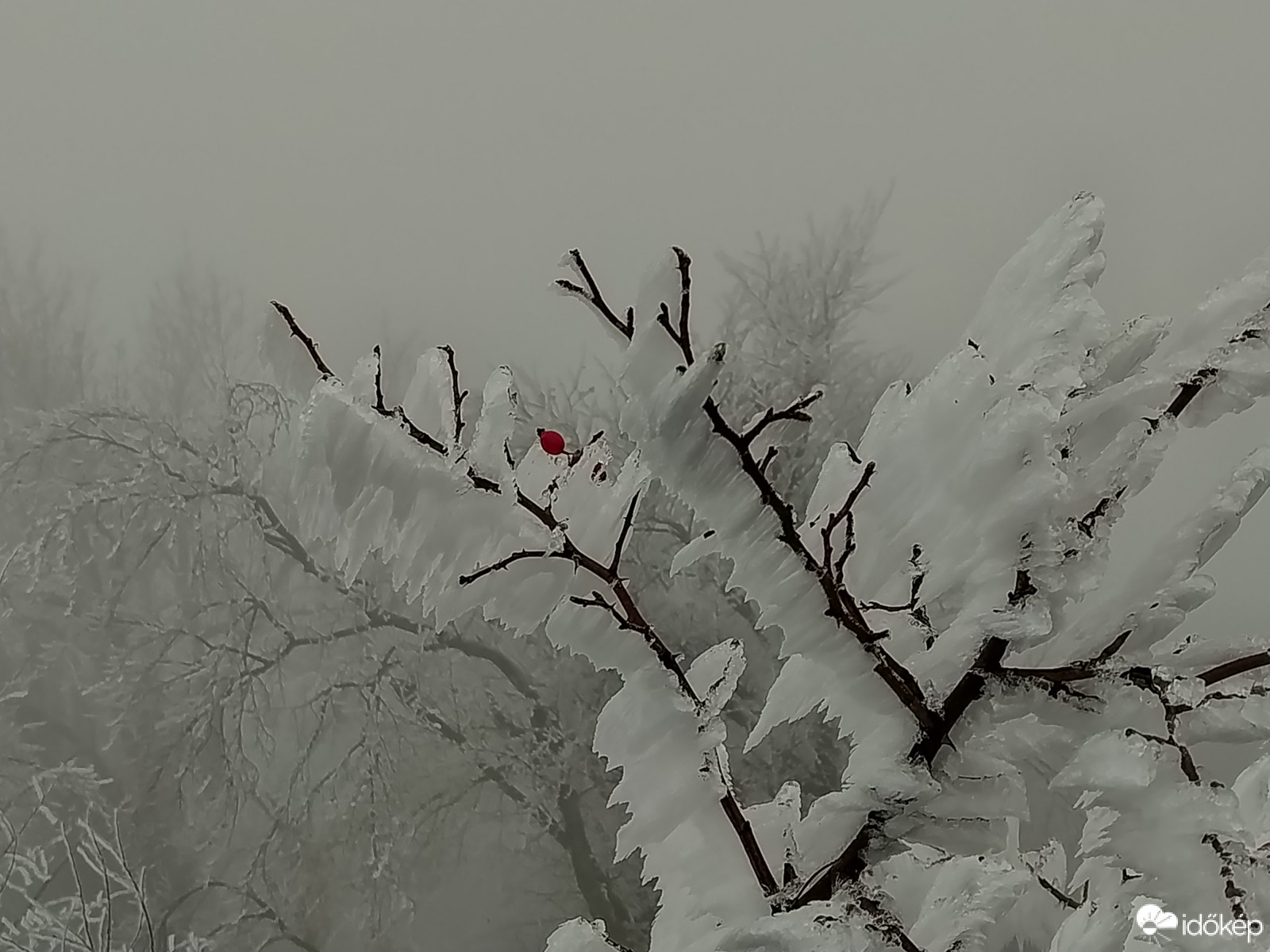 Az utolsó csipkebogyó