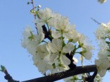 Szilvafa virágzása