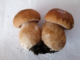 Párban