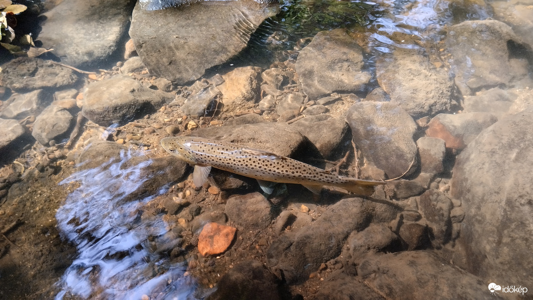 Őshonos sebespisztráng