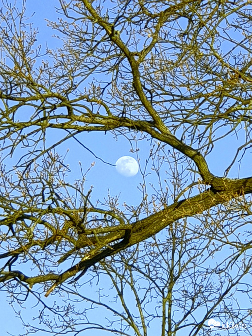 Hold a fák között 