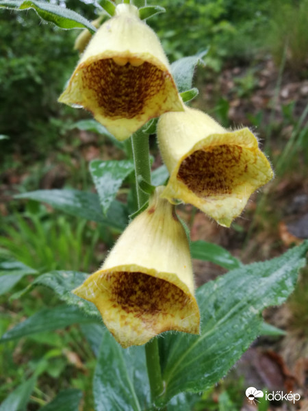 Gyűszűvirág esőben