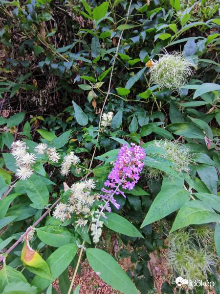 Erdei iszalag két fázisban 