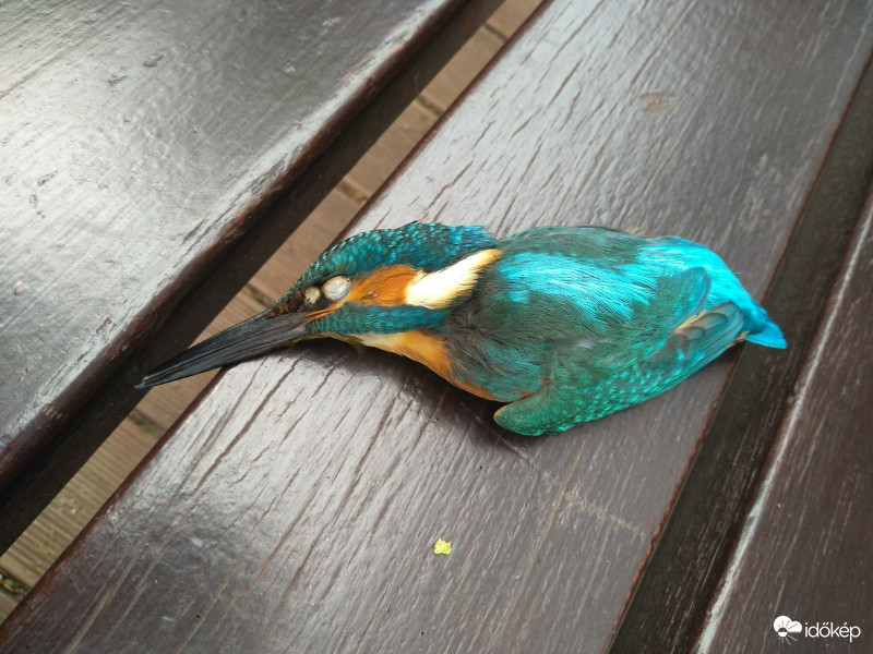 A természet rendje.?