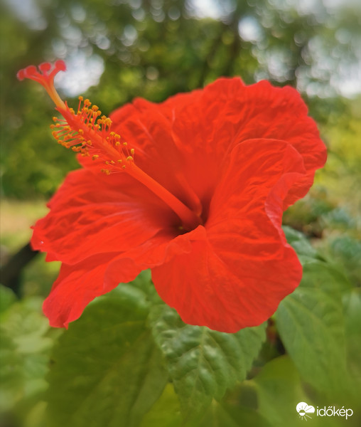 Hibiszkusz