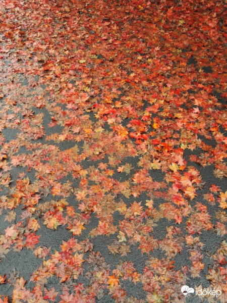 Őszi szőnyeg 