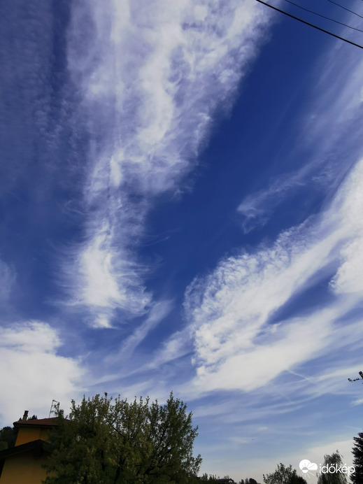 Cirrus vertebratus 