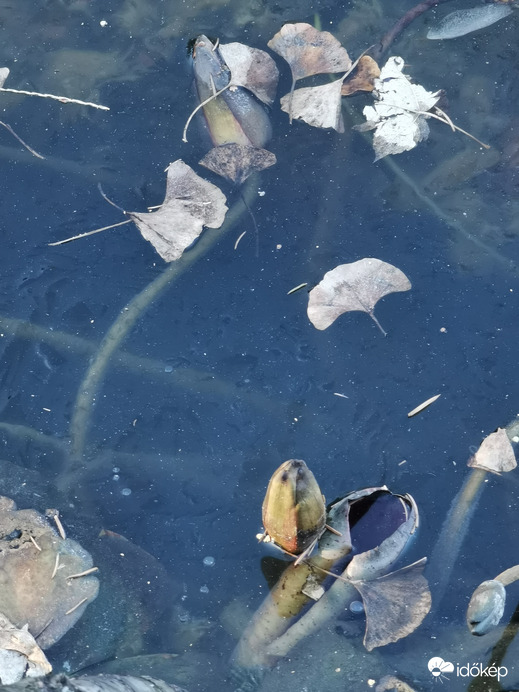 Tündérrózsa jégben