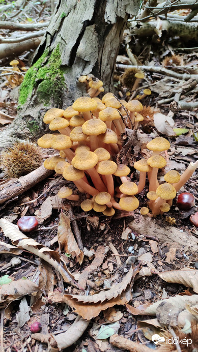 Erdei csoportosulás 