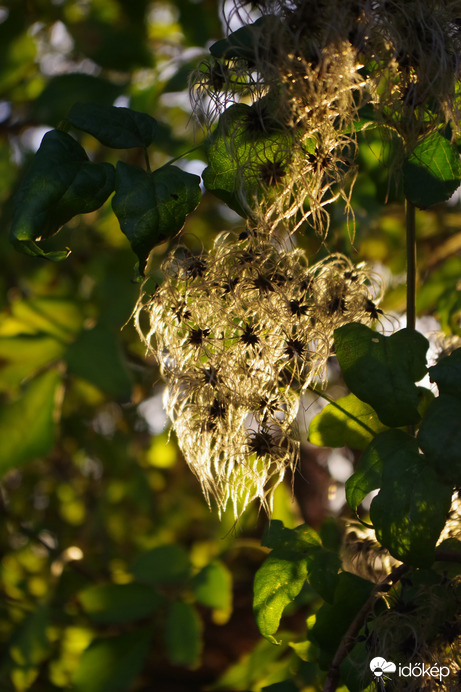 Iszalag ellenfényben 