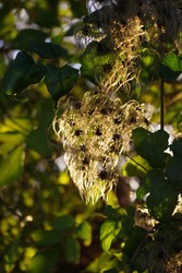 Iszalag ellenfényben 