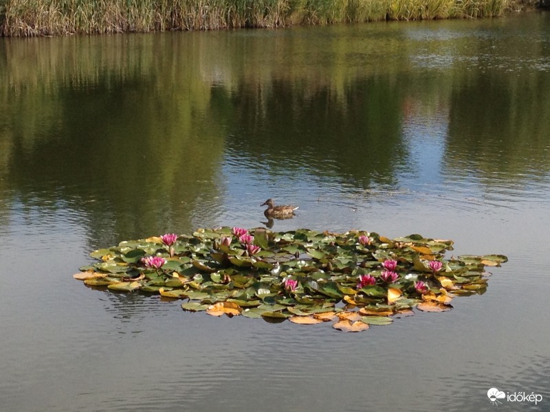 Csendélet októberben, Dunakeszi, Tóváros