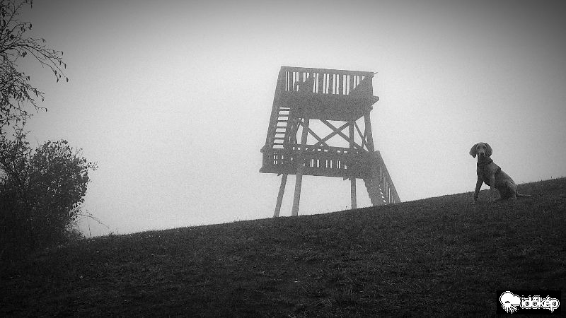 Wilma a Weimari szellem kutya