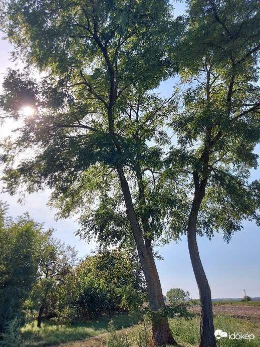 Tiszaszőlős