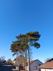 Waldzell