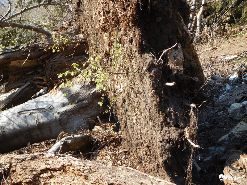 Húsvéti feltámadás