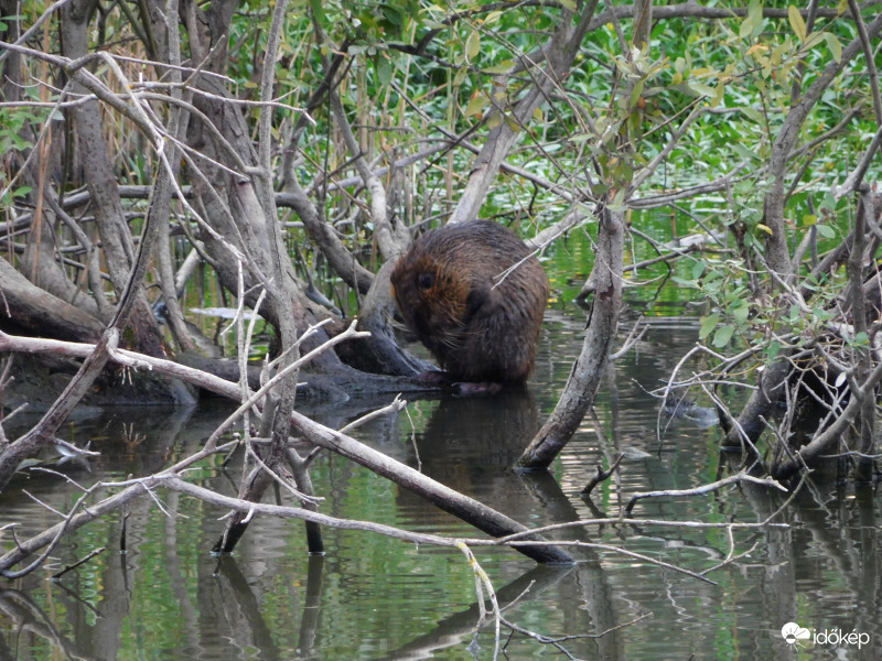 Kivadult nutria